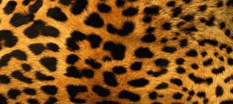 leopard_pattern.jpg